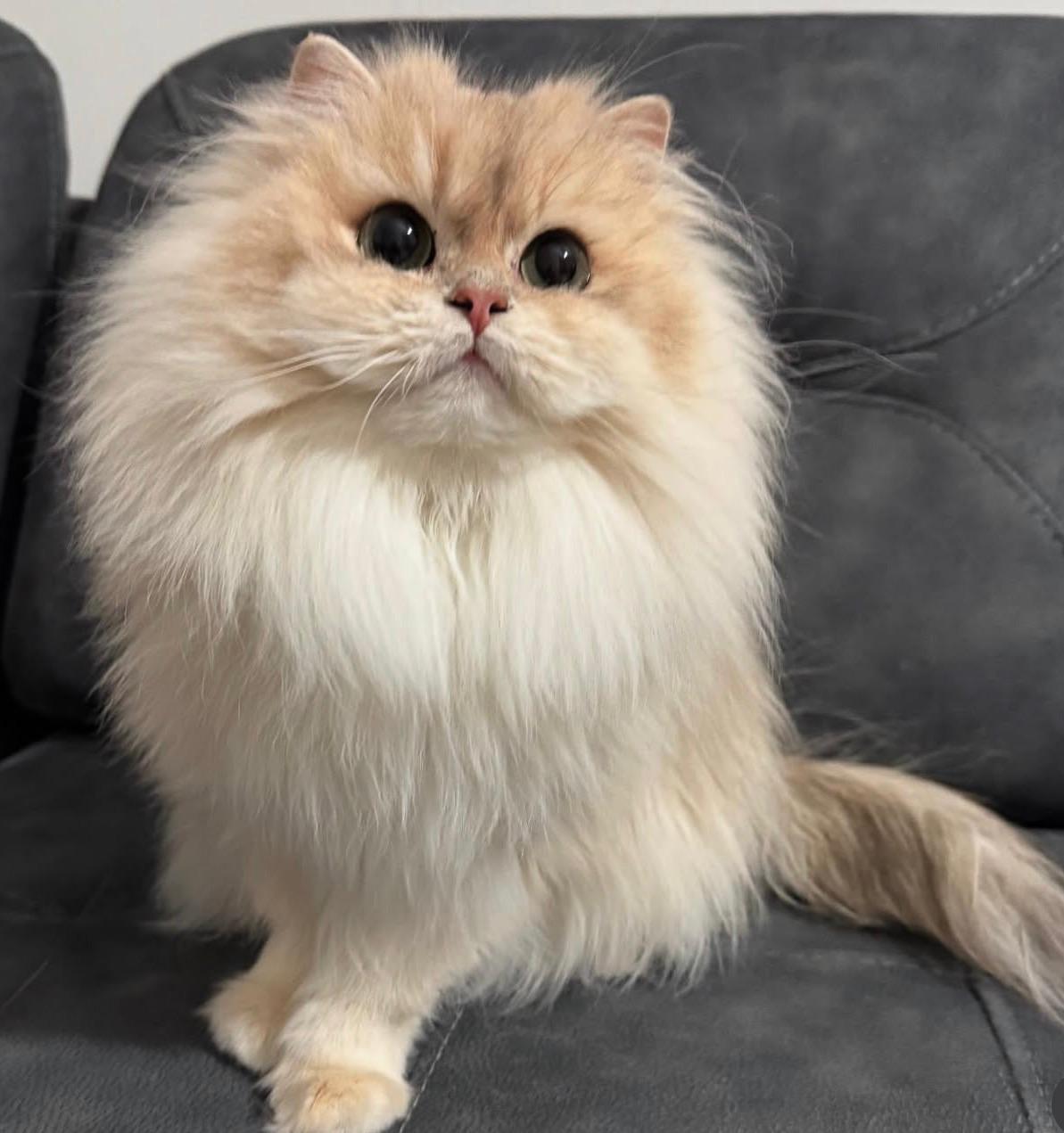 Safkan Kedi Kulübü